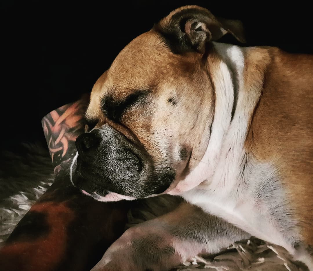 Sleeping on dad's arm, beloved Bella,  beloved Bulldog