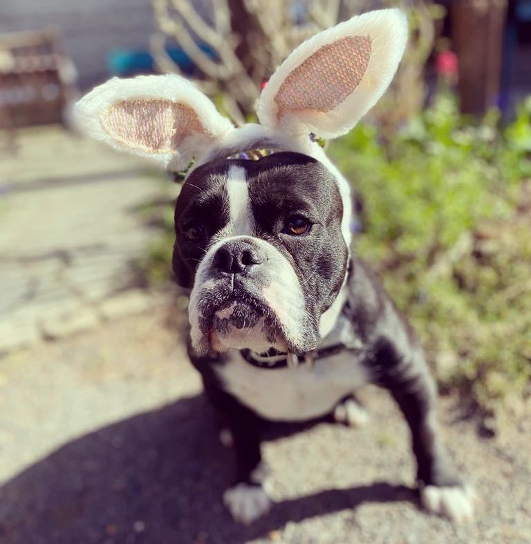 Frohe Ostern 

anTONIa unser Oster Bunny wünscht Euch allen ein frohes sonniges Ostern